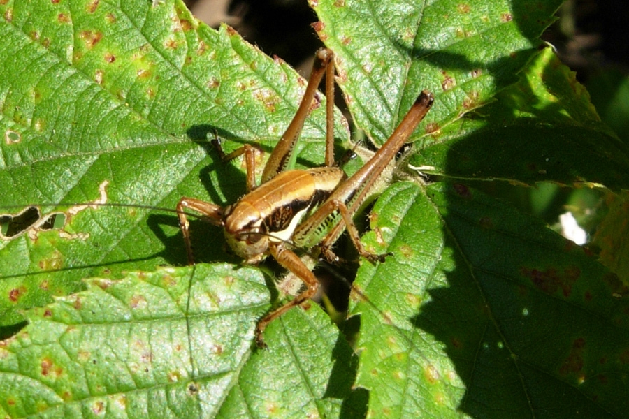 Orthoptera: sbagliando si impara